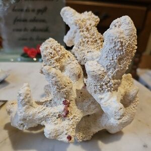 XL  raspberry garnet on saltwater authentic see mybunde